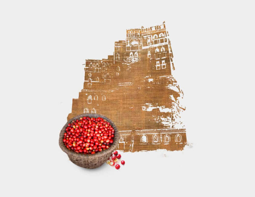  Cultivado no Iêmen }