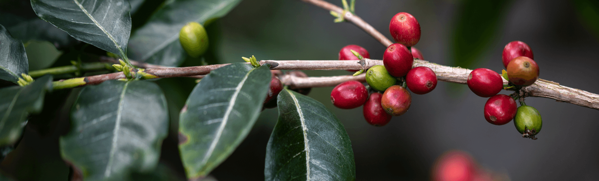  História do café    Por trás de cada momento Delta Q, há uma longa história… 